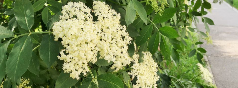 Holunderblütensirup für Hugo selbst machen: So geht's