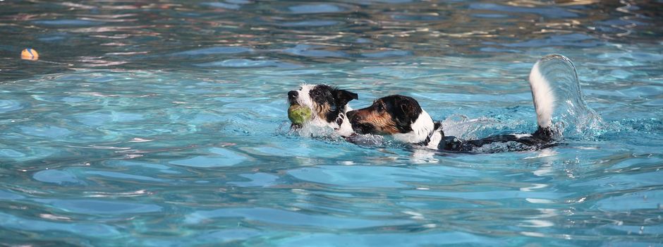 Hundeschwimmen im Freibad