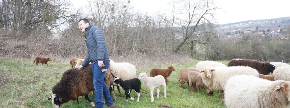 Almauftrieb der Burgschafe