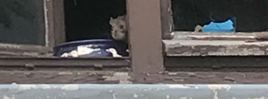 Frau lebt mit Hunderten Ratten in Mainzer Haus – Nachbarn verzweifeln
