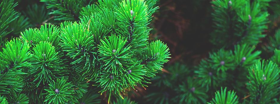 Tannengrün für Weihnachtsmarkt gesucht!