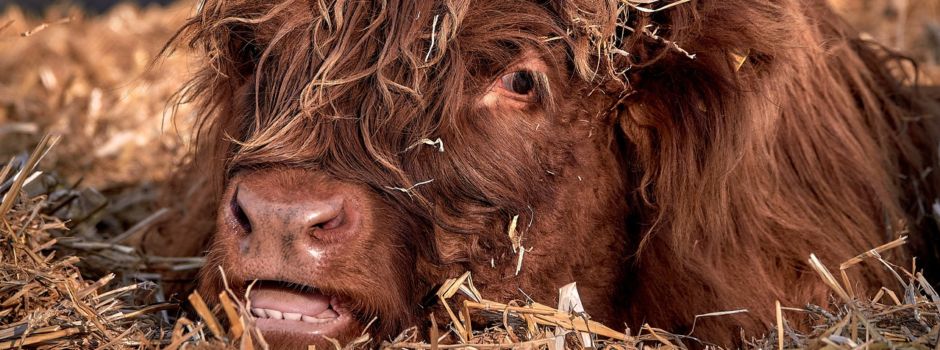 Tierquälerei an Weihnachten: Kuh auf Weide in Biblis abgestochen