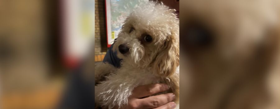 Feuerwehr Wiesbaden findet Hund