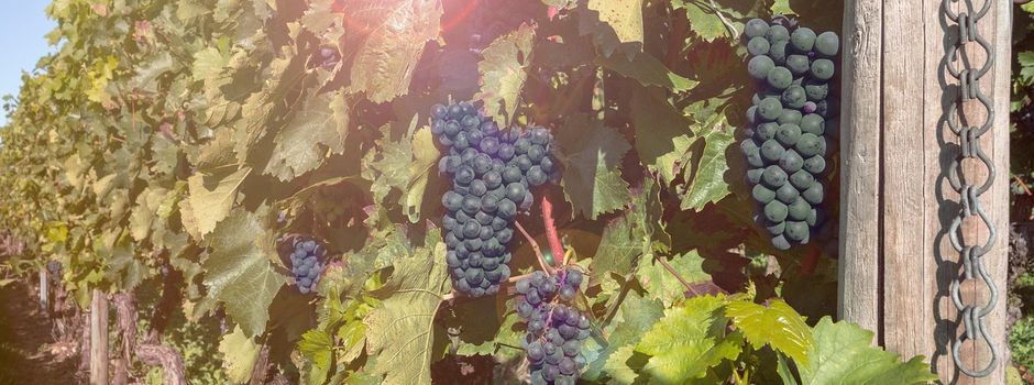 Weinfest in Steinfischbach an der Kulturhalle