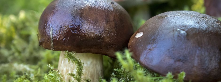 Pilze im Spätherbst entdecken