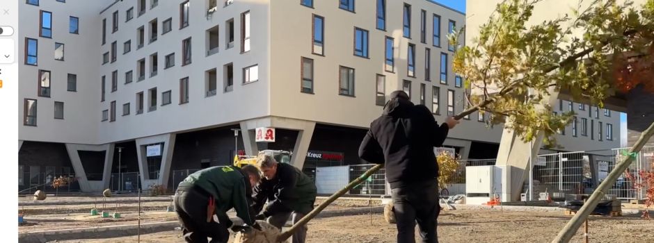 50 neue Bäume in Mainz gepflanzt