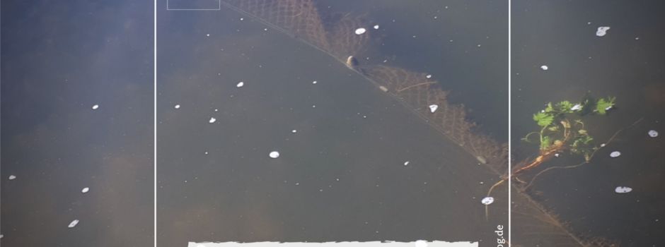 Fischwilderei am Axtbach