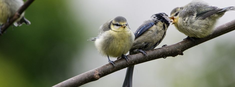 Frühlingszeit ist Brutzeit – Vögel und Wildtiere brauchen Schutz