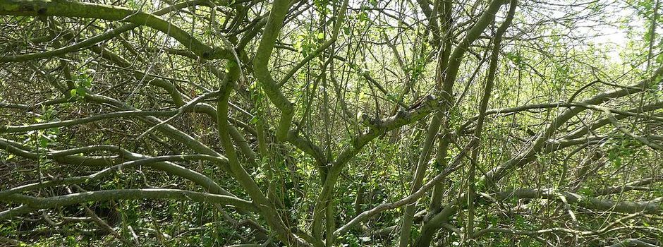 Garten von schwer krankem Mann wuchert zu: Helfer gesucht