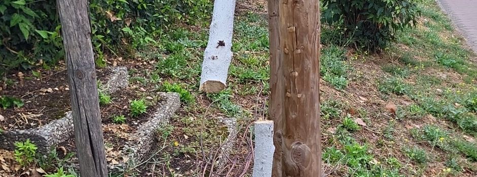 Schon wieder: Frisch gepflanzte Bäume in Nierstein zerstört