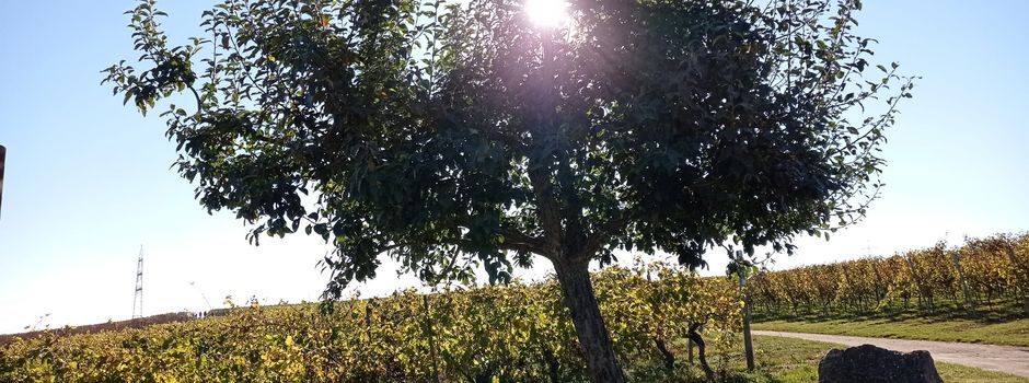 Sommerhoch „Ines“: So heiß wird es jetzt in Rheinhessen