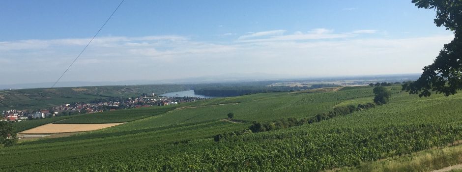 GenießerTour Niersteiner Paterberg am 27. Juli