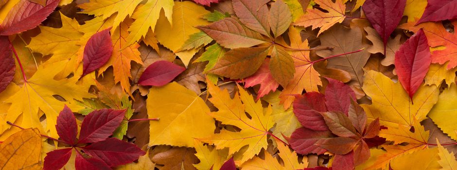 Wohin mit dem Herbstlaub im Honigdorf?