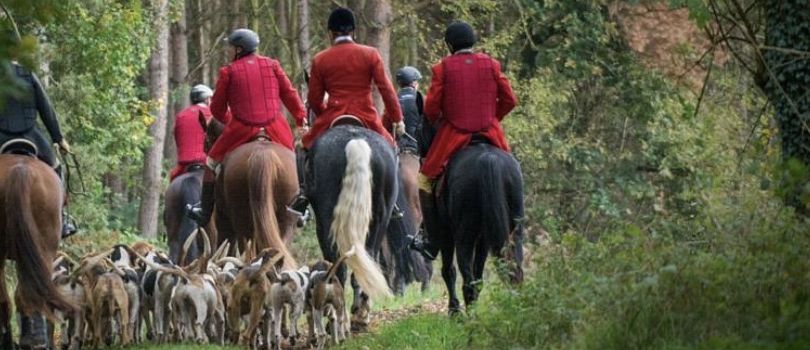 56. Schleppjagd des Reit- und Fahrvereins Herzebrock-Rheda am 8. November