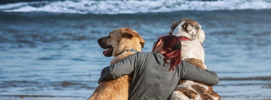 Ihre Hundesteuer kommt an!