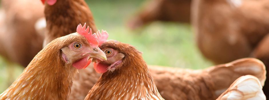 Vogelgrippe nun auch im Wetteraukreis