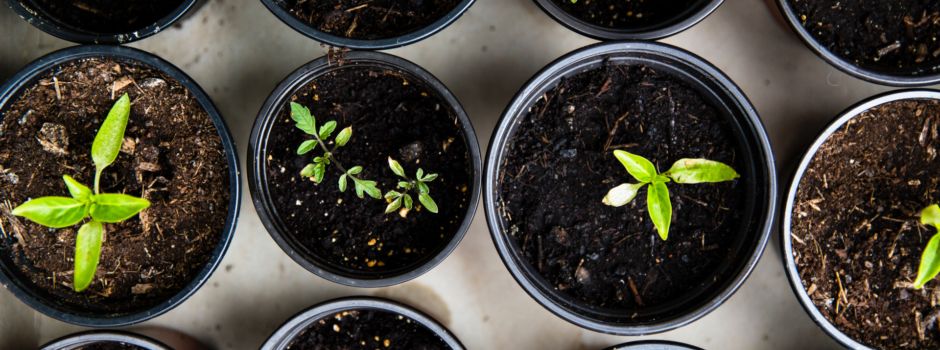 Gartenzeit: So startet ihr jetzt in eure Gemüse-Anbau-Saison