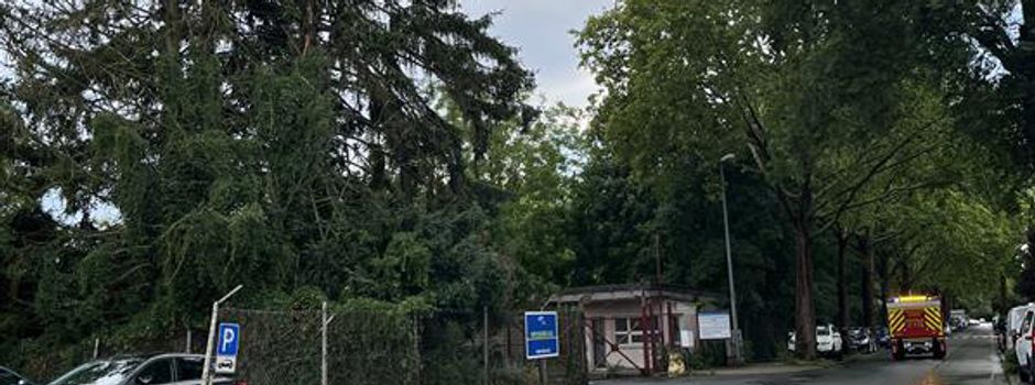 Blitzeinschlag spaltet riesigen Baum in Worms – mehrere Fahrzeuge beschädigt