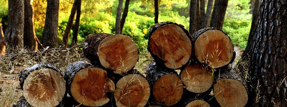 Holzscheine