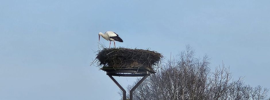 Der 1. Storch ist da!