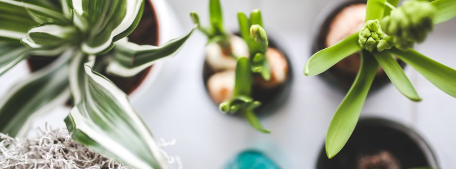 Der eigene Dschungel - 5 Spots, um in Augsburg schöne Pflanzen zu kaufen