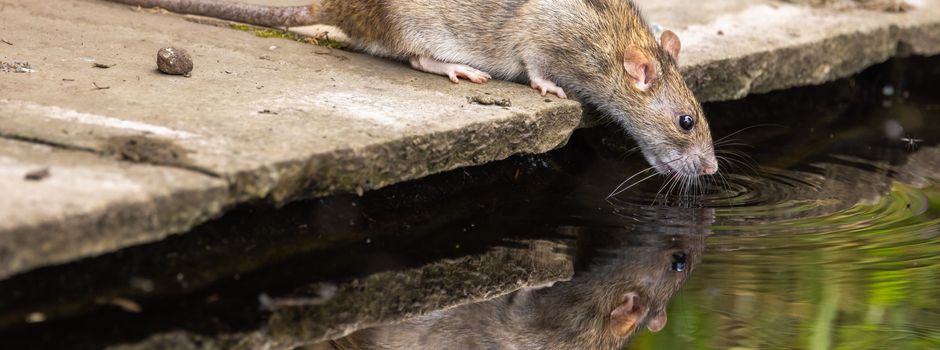 Ratten in der Gemeinde – was Sie wissen sollten