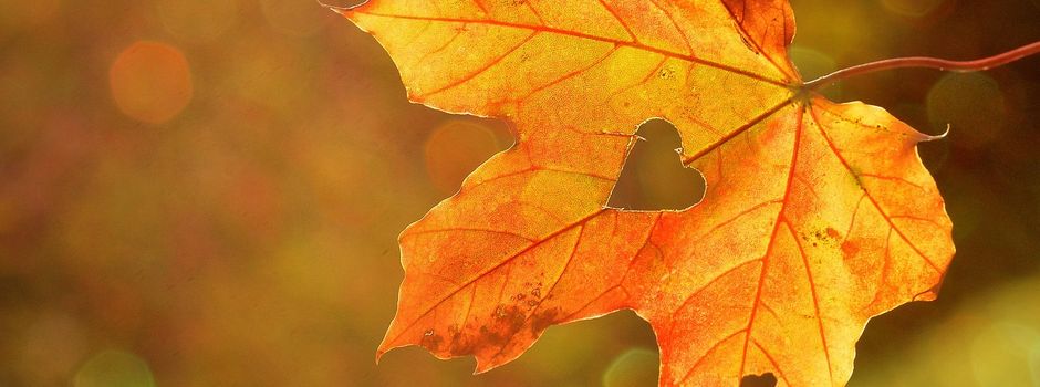 11 Ideen für Dates im Herbst