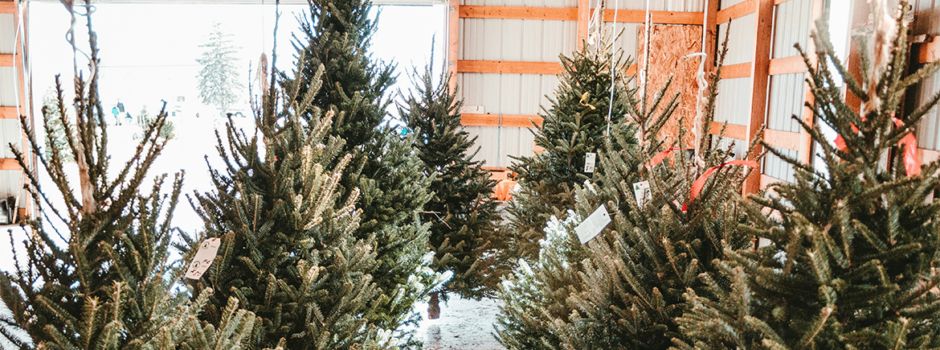 Service inklusive: Feuerwehr Dolgesheim lädt zum Tannenbaumverkauf am Nikolaustag