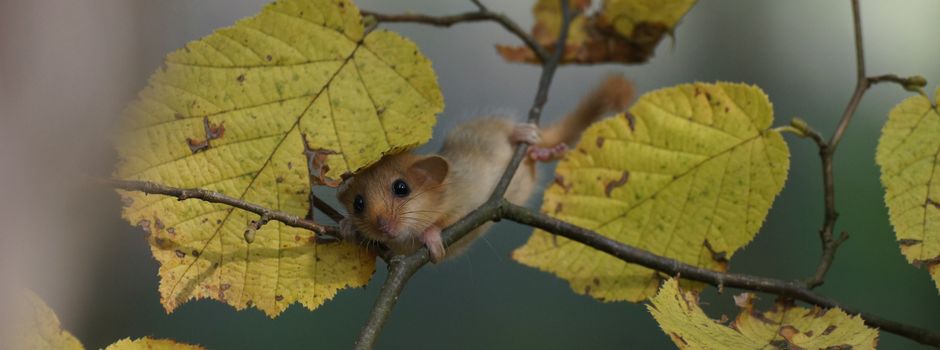 Unsere heimische Tierwelt: Die Haselmaus