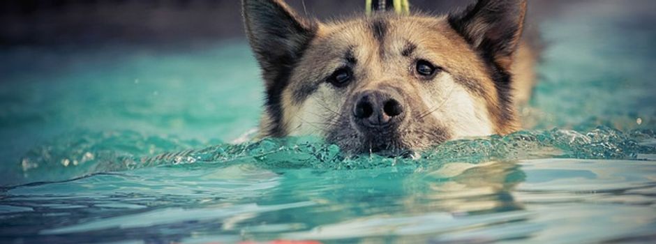 Autotreffen, Hundebaden und Volksfest: Unsere Wochenendtipps in Augsburg