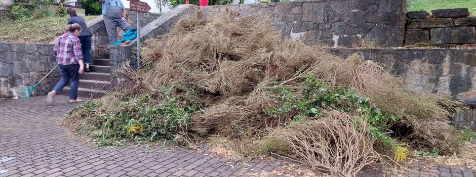 Buchsbaumzünsler in Rambach