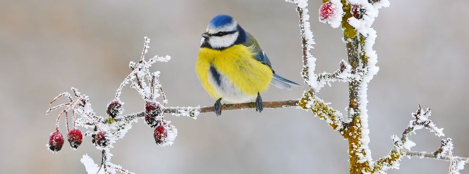 Vögel zählen in Assenheim