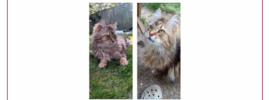 Katze Frau von Flausch wird vermisst!