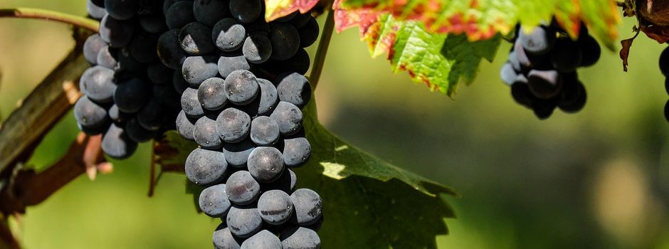 Geführte Weinspaziergänge