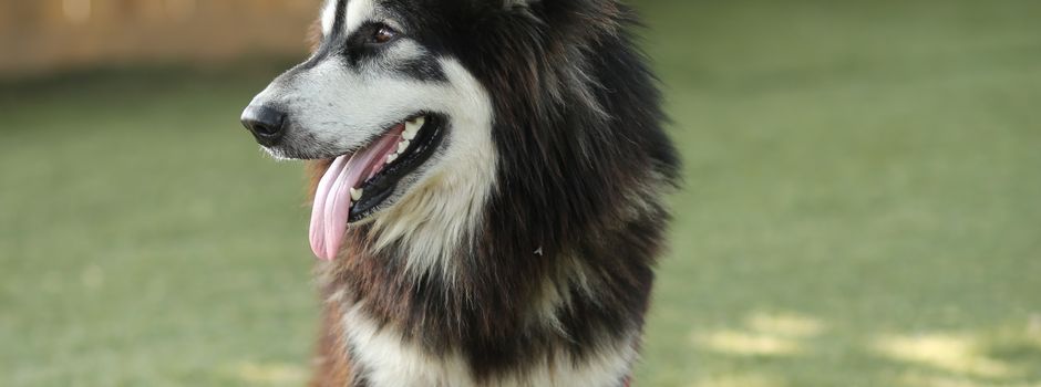 Hunde bitte anleinen – Brut- und Setzzeit hat begonnen