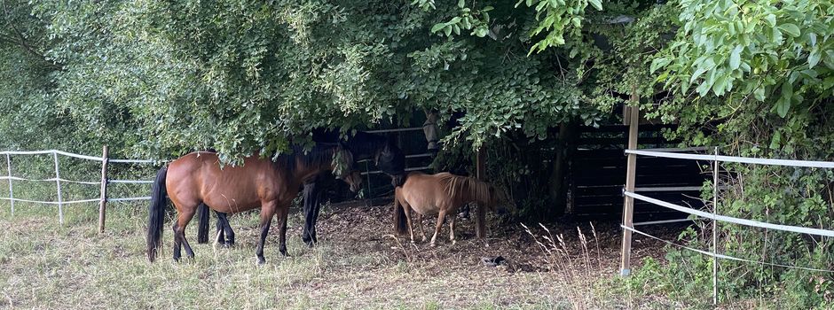 Sommerhitze wird für Tiere zum Problem