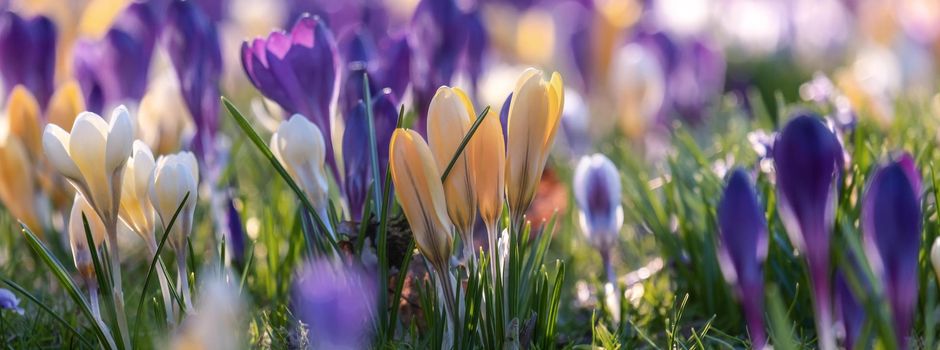Blumenzwiebeln für öffentliche Straßenrabatten wieder gratis