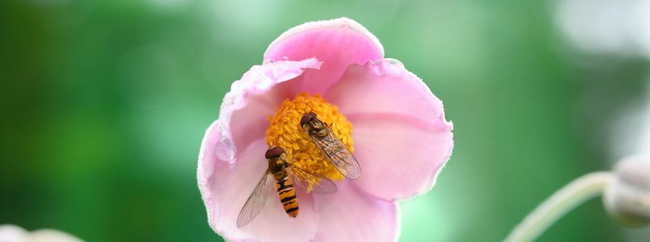 Insektenrangerin: Balkon und Garten insektenfreundlich gestalten