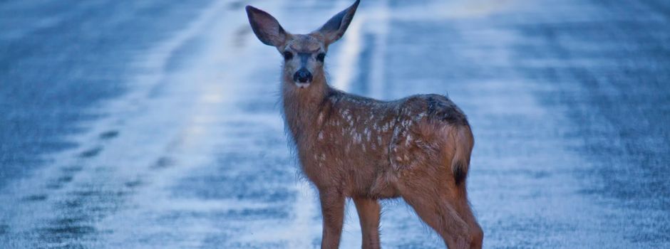 Schwerer Wildunfall: Auto überschlägt sich mehrfach