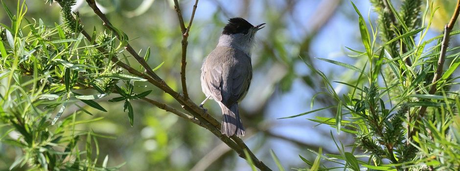 Frühlingserwachen an der Örtze