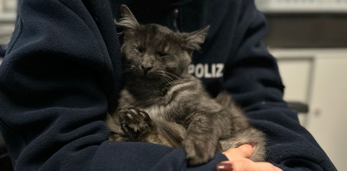 In Guntersblum zugelaufen: Kater "Helge" wartet bei der Polizei Oppenheim auf sein Zuhause