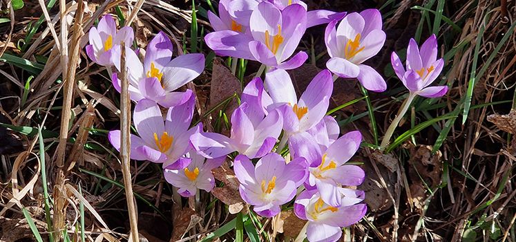 Frühblüher – die ersten Frühlingsboten