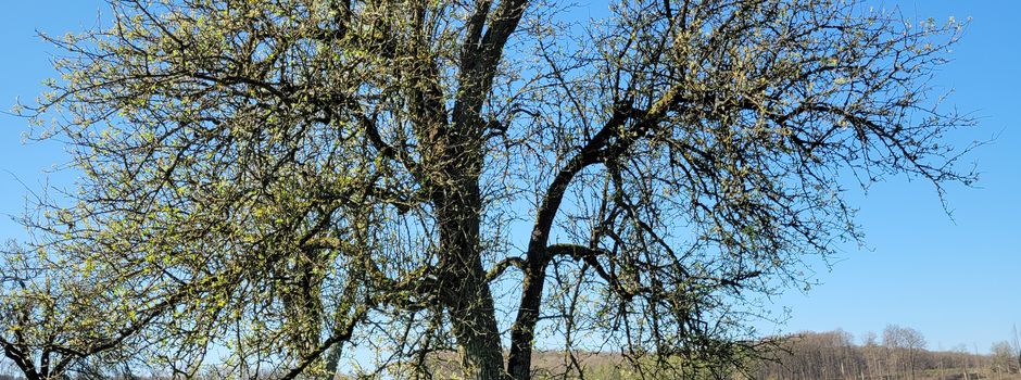 Seminar: Obstbäume und Beerensträucher