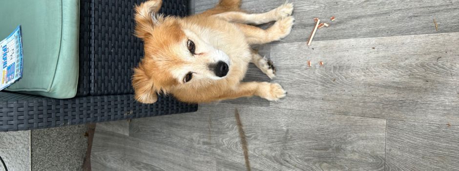 Fundhund (Besitzer bereits gefunden)