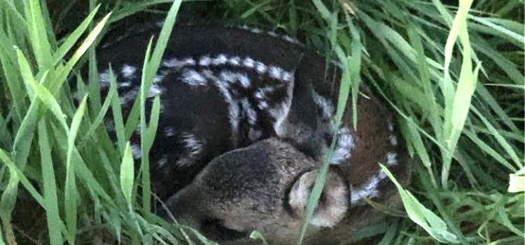 Rehkitz- und Wildtiersuche