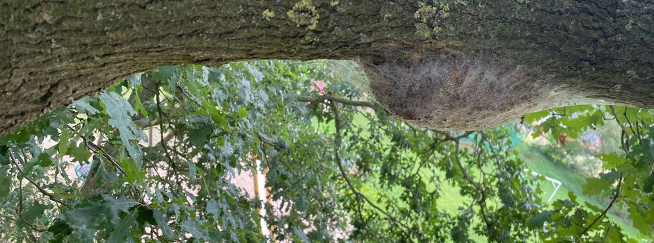 Entfernung von EICHENPROZESSIONSSPINNER-Nestern (EPS) ist erfolgt
